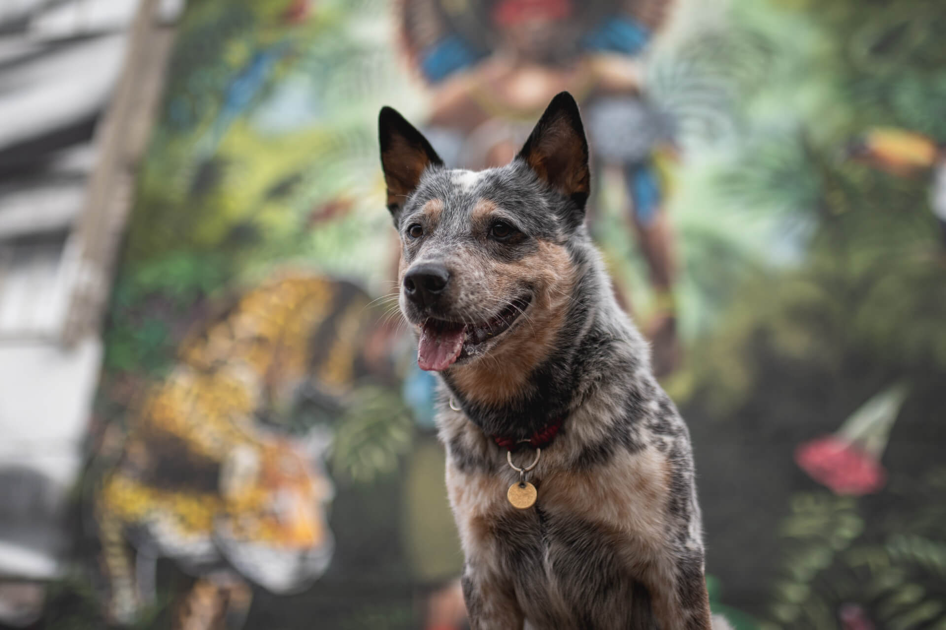 Charlotte Veterinarian Mobile Slider