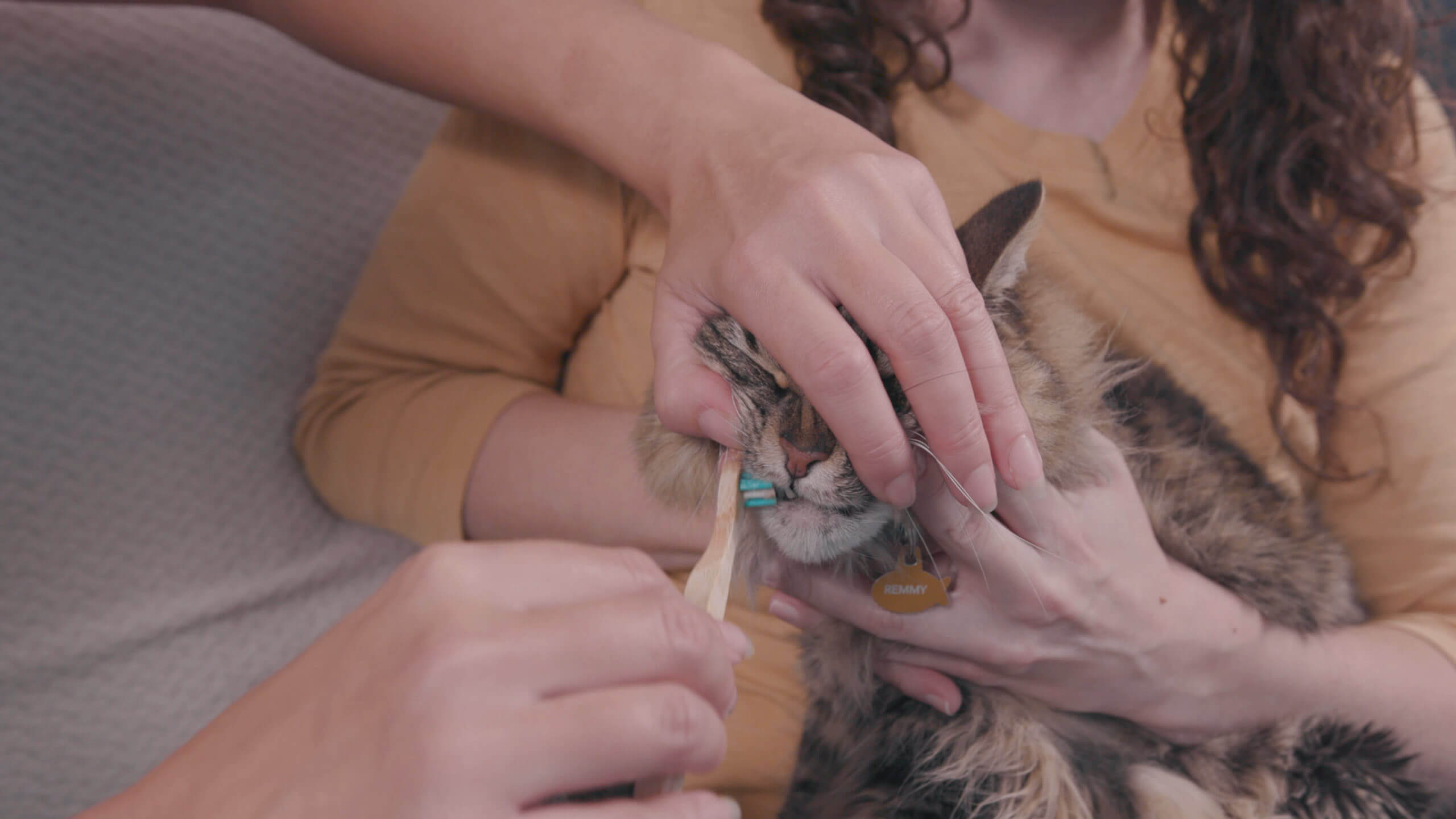 How to brush your cat's teeth