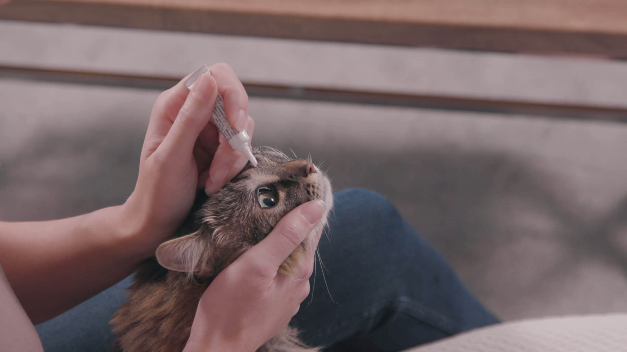 How to give eye ointment to your cat