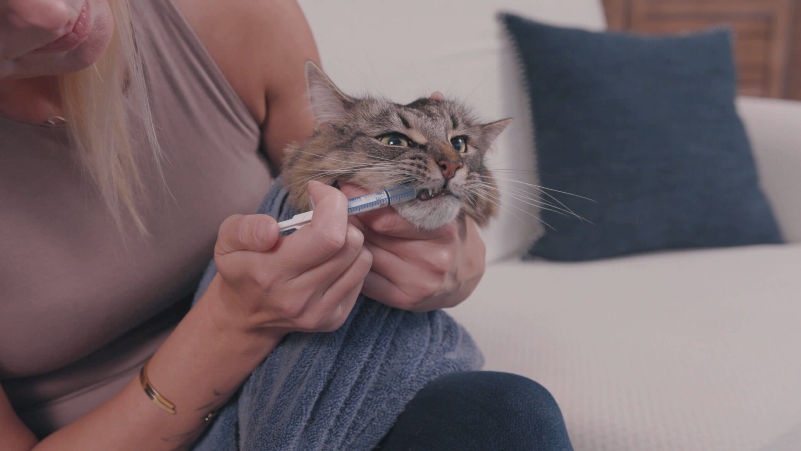 How to give your cat liquid medication