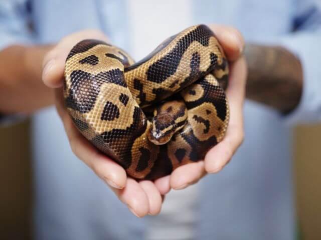 Reptile pet care