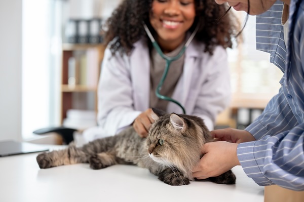Cat Heart Disease