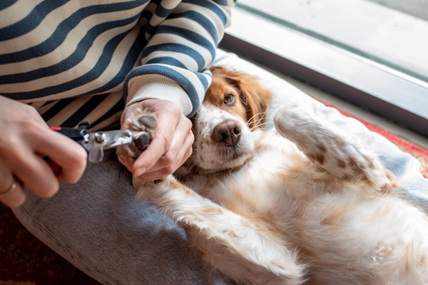Dog Broken Nails