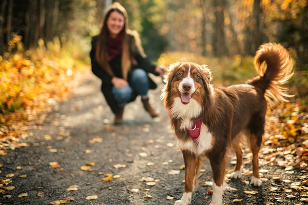 Pet Portraits