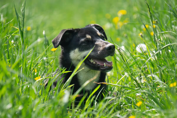 Ticks and Your Pet: Separating Fact from Fiction
