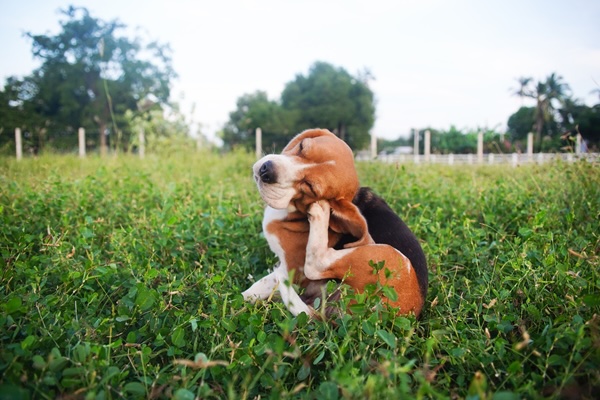 Pet Allergies