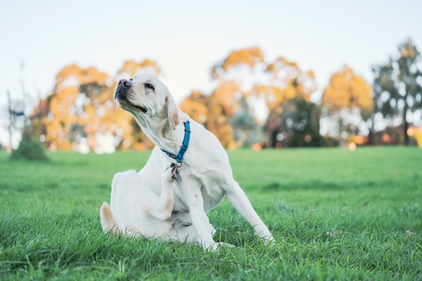Why Spring Can Be So Itchy