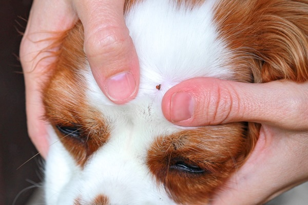 Pet Ticks