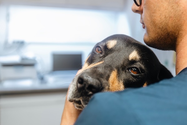 Pet Pain Management