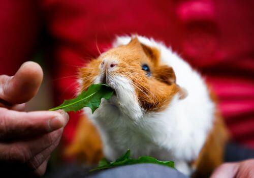 Guinea Pig Pet Care