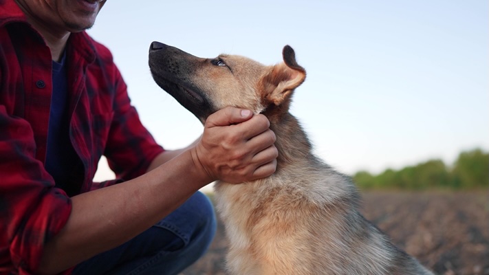 Pet Heroes