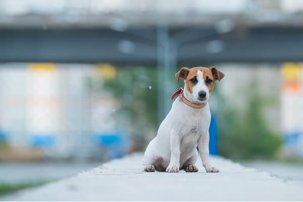 Dog Microchipping