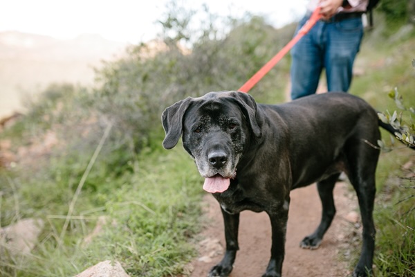 Senior Dog Exercise