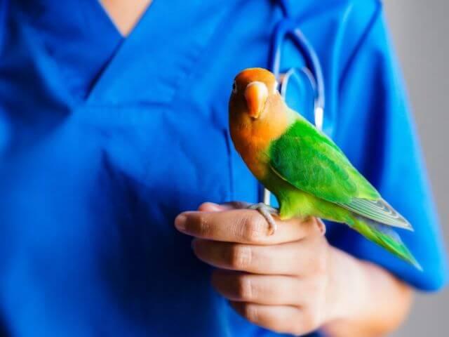 Pet Parrot