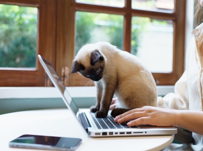 Slam the Scam Day: Avoiding Pet Health Misinformation on Social Media