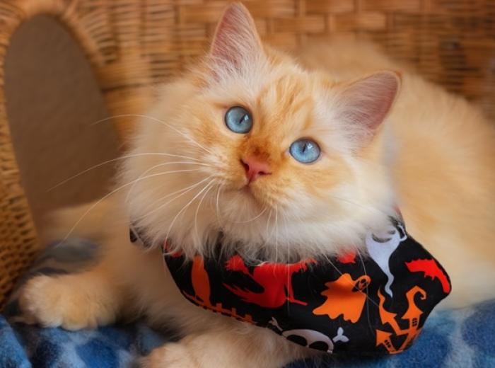 Halloween Safety Tips for Pet Owners: Keep Your Pets Happy and Safe This Spooky Season