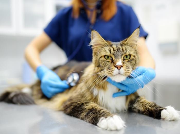 May Is Asthma Awareness Month: Let’s Talk About Cats Who Cough