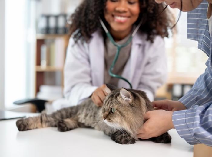 February Is Heart Month: Does Your Cat Have Heart Disease