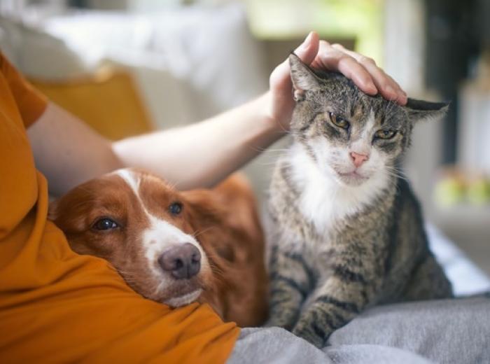 Celebrating Senior Pets and the Lifesaving Value of Wellness Testing