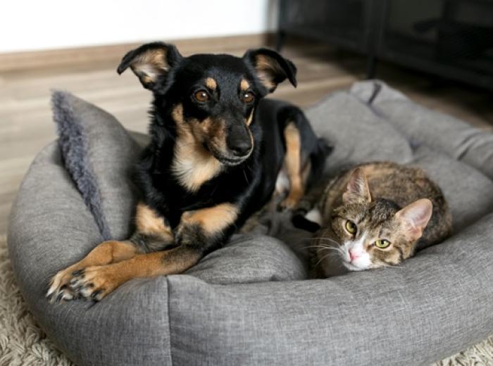 World Rabies Day: What Every Dog and Cat Owner Should Know