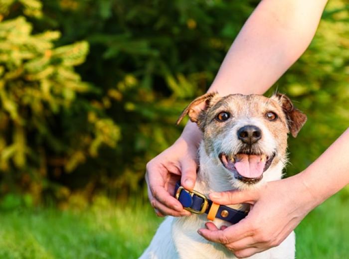 Top Tips for Keeping your Pet Safe: National Lost Pet Prevention Month