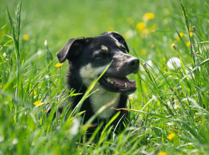 Ticks and Your Pet: Separating Fact from Fiction