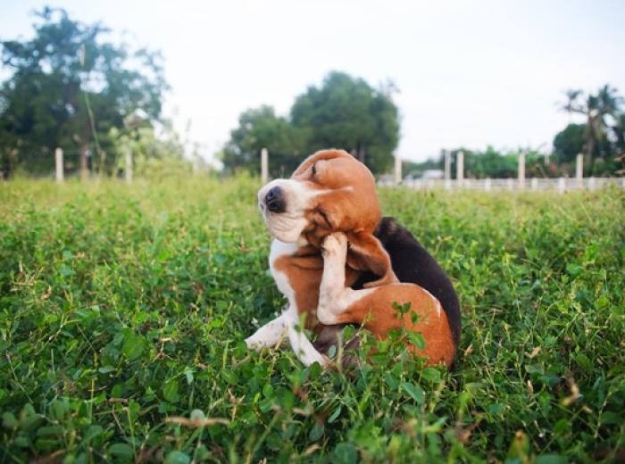 When Paws Itch: Understanding Summer Allergies in Cats and Dogs