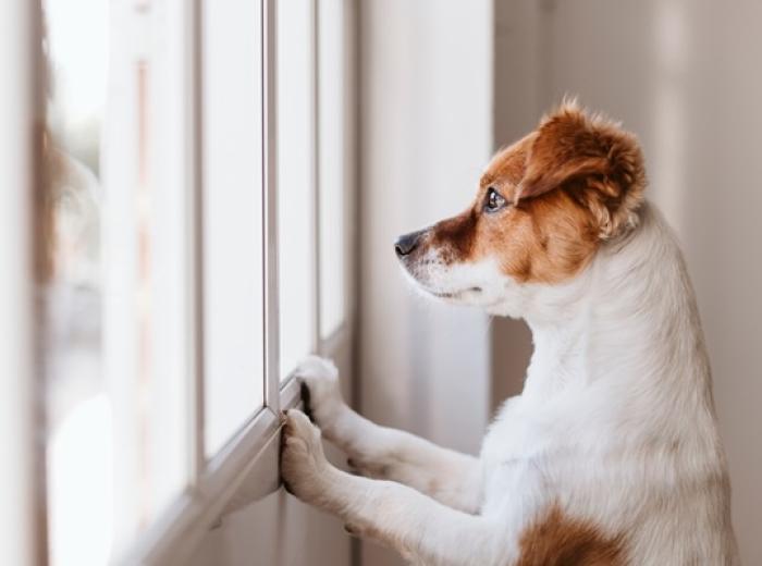 When the House Goes Quiet: Helping Your Dog Cope with Back-to-School Separation Anxiety