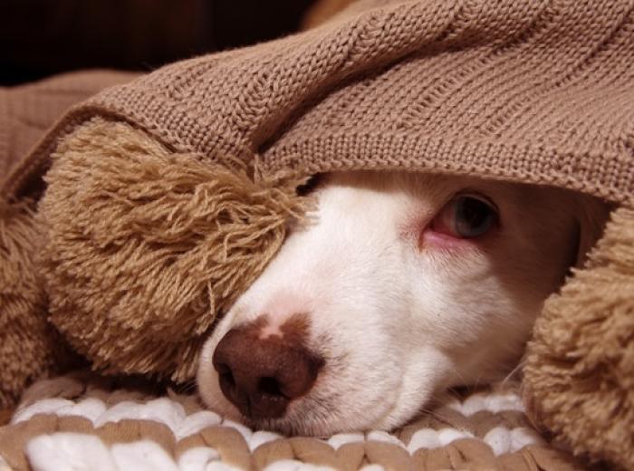 The Noisy Season is Back: Helping Pets Cope with Noise, Storm, and Firework Phobias