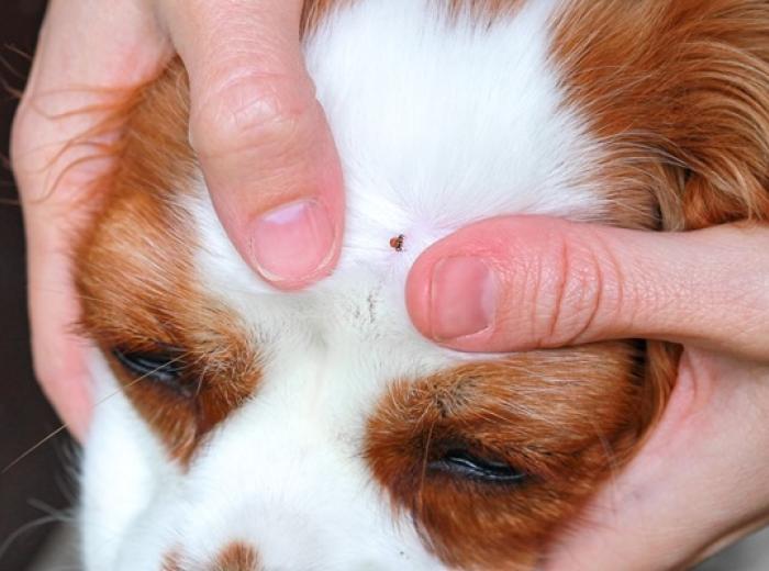 The Tick Talk: What Every Pet Parent Should Know Before Your Next Walk