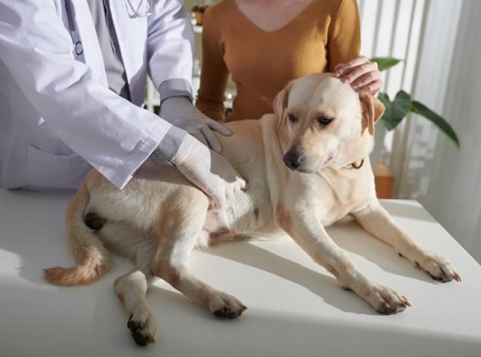 Why your vet can’t identify your dog’s lump by touch alone