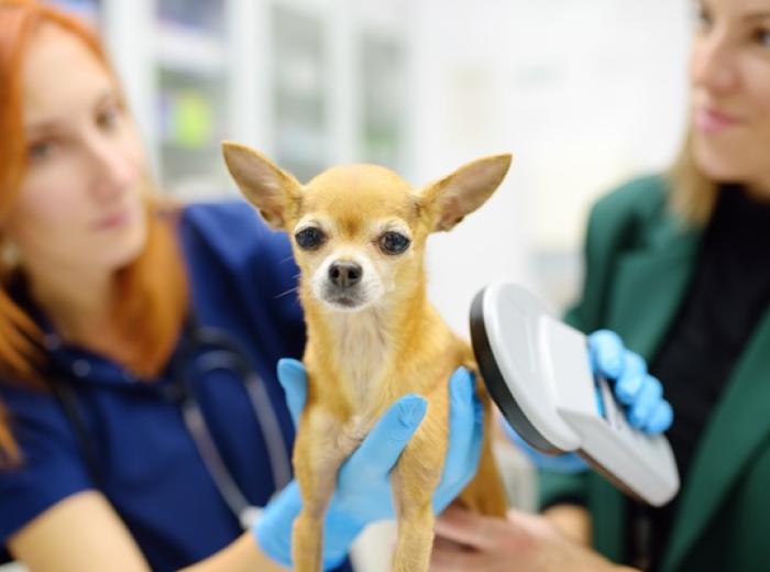 A Shared Mission: Protecting Pets