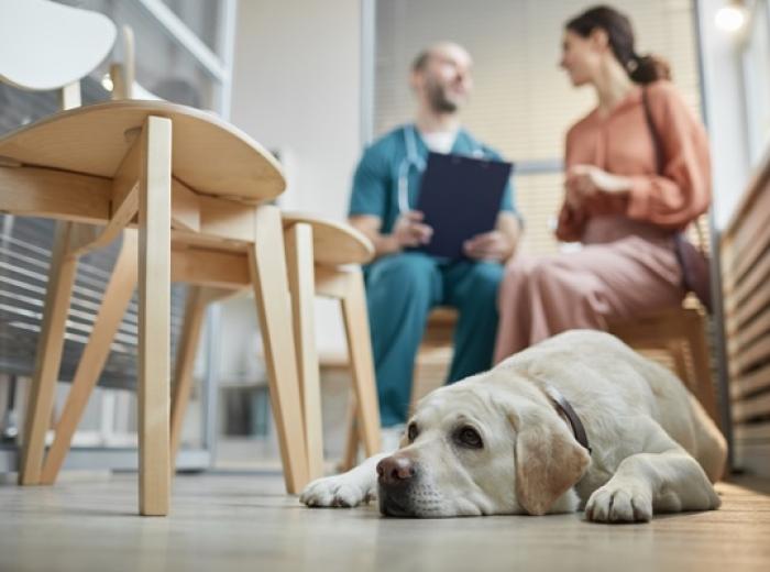 Why Pet Ownership Feels Pricier Than Ever – And What You Can Do About It