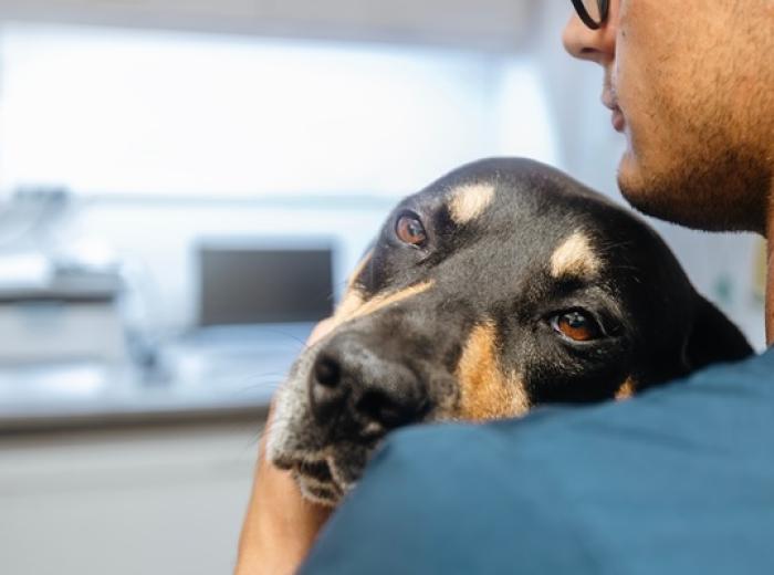 Recognizing Chronic Pain in Pets: Why Tools Matter