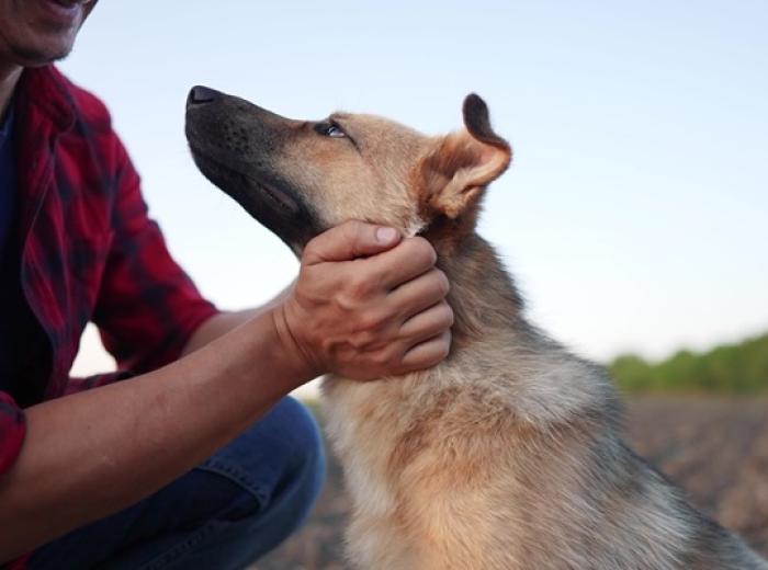 Paws of Courage: Celebrating the Cats and Dogs Who Became Heroes This Year