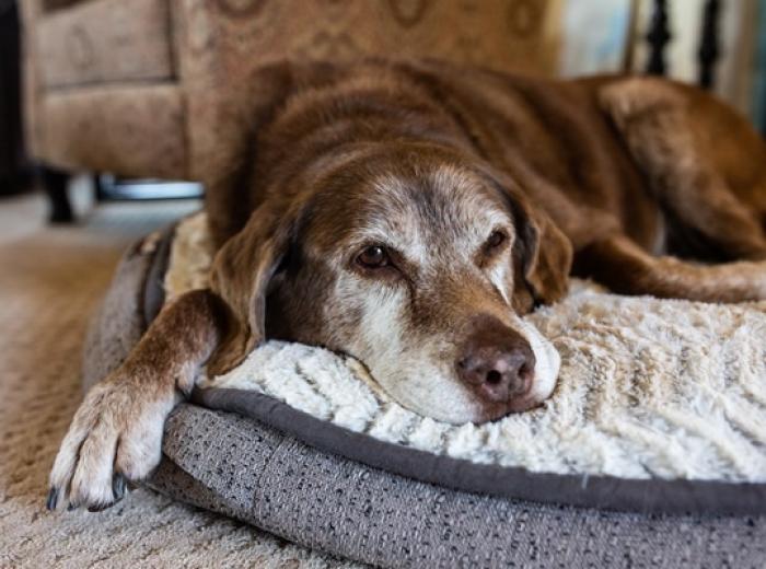 A Quiet Thanksgiving: Creating a Holiday That Honors Your Senior Pet