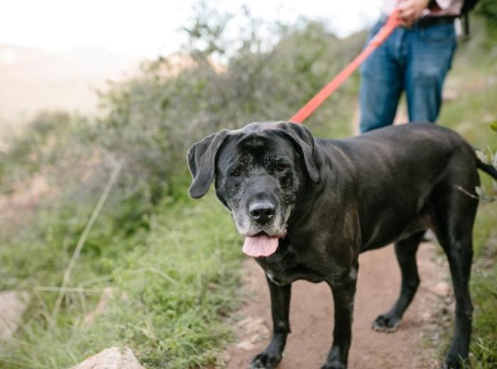 Movement Is Medicine: Why Senior Dogs and Cats Need to Keep Moving